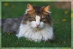 фото "Lucky"