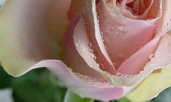 photo "***"