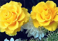 фото "Rose " Sutters Gold ""