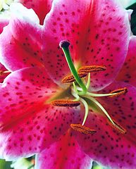 фото "Lily " Pink Stargazer ""