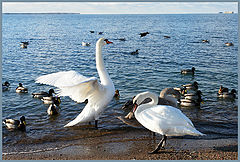 photo "Spring"