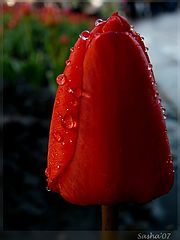 photo "***"