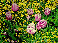 фото "Pink Tulips"