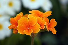 фото "Orange Orange"
