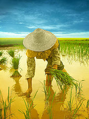photo "the rice field 2"