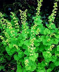 фото "" Tellima Grandiflora ""