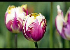 photo "***"