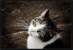 photo "* * *"