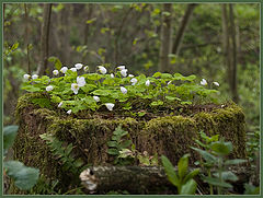 photo "Trefoil"