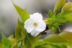 фото "White lonely sakura"