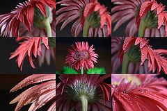 photo "faces of twin flower"