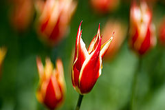 photo "***"