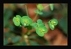 photo "Savage Peas!"