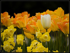 photo "White between Yellows"