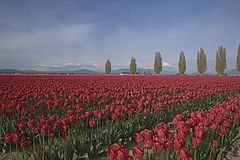 фото "Tulip Field"