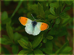 photo "april butterfly"