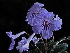 photo "* * *"