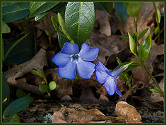photo "Vinca"