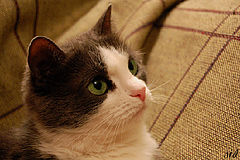 photo "***"