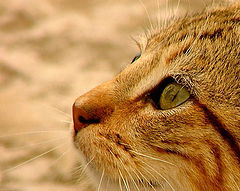фото "The Eye of the Cat"