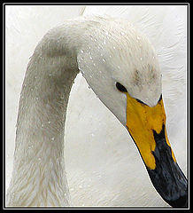photo "***"