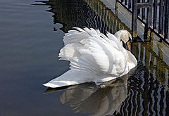 photo "Sadness of a Swan"
