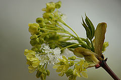 photo "Maple blooms (two days later)"