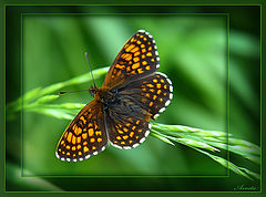 photo "One more butterfly..."