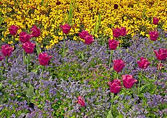 фото "Spring Garden"