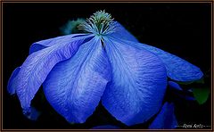 photo "bleu"