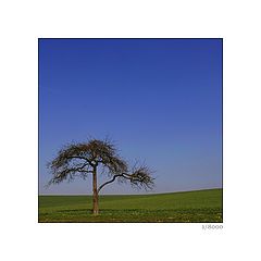 фото "tree"