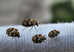 photo "Insects on my window"