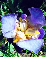 фото "Iris ( Bearded )"
