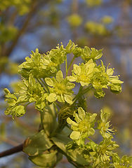 photo "Flowers of a maple"