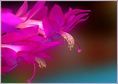 photo "***"