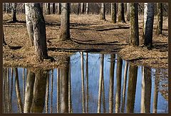 photo "primavera"