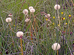 фото "dandelion clock seed heads"
