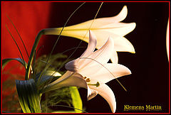 фото "Lily for Andrea"
