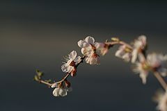 photo "***"