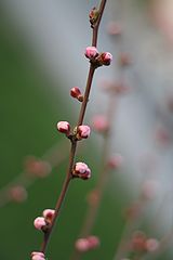 photo "***"