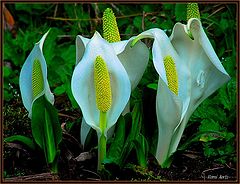 photo "do you like this flowers?"