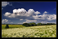 photo "Summer memories"