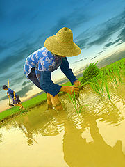 photo "the rice field"