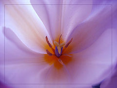 photo "***"