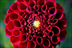 photo "Flower"