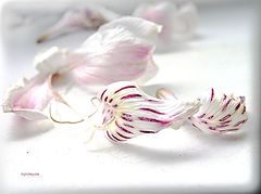 photo "***"