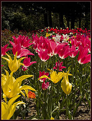 photo "Colors of Spring"