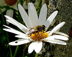 фото "BEEZZZZZ!"