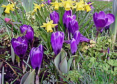 фото "Crocuses and Daffodils"