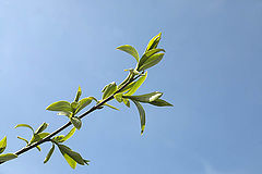 photo "Spring"